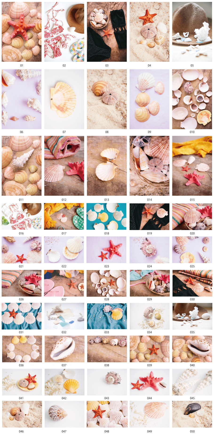 조개 사진 소재