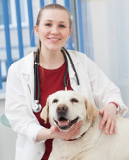 Veterinarian photos
