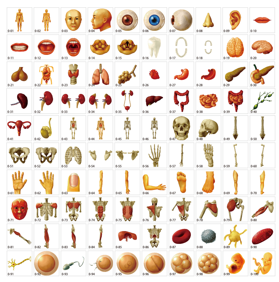 リアルな人体イラスト素材