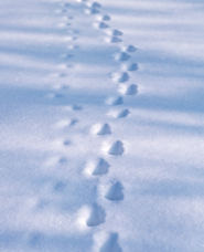 Vật liệu ảnh phong cảnh mùa đông