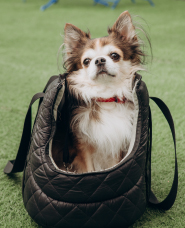 ペットとおでかけの写真