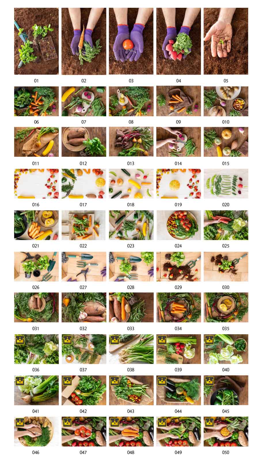 新鮮な野菜の写真