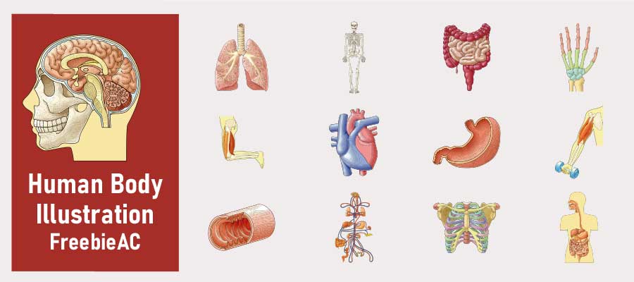 ภาพประกอบวิทยาศาสตร์/ร่างกายมนุษย์